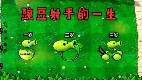 PVZ 一个豌豆射手的一生,幼年时爱看小猪佩奇 