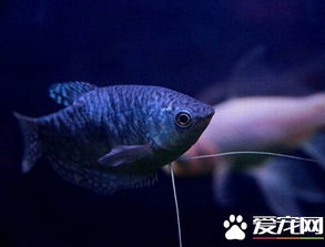 蓝曼龙鱼多少钱 鱼苗3cm左右的大概在5 7元