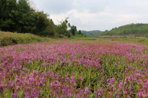 小厂油竹坝花海为您盛开