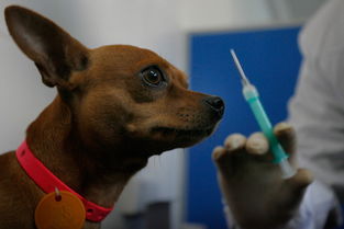 女童注射狂犬疫苗后第二天死亡,狗和疫苗谁的锅