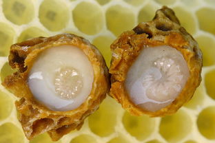 买的蜂王浆里面有很多白色的小虫，是什么东西？是蜜蜂幼虫吗？