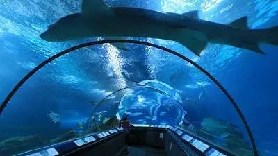 上海海洋水族馆门票,上海海洋水族馆探秘深海奇观，畅游梦幻水世界！