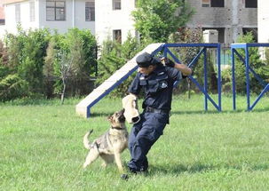 中国公安部四大警犬训练基地分别在哪里 