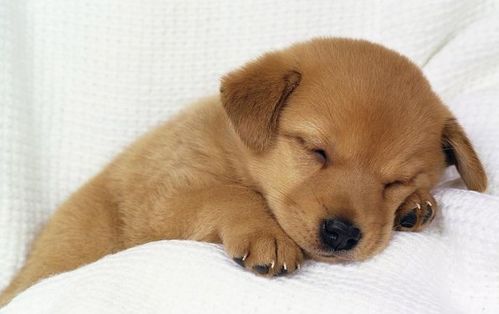 狗睡一觉腿瘸为什么