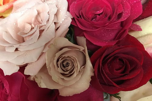 白玫瑰和红玫瑰分别代表什么？