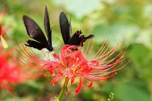 彼岸花,花彼岸,即使不再重逢,我依然爱你此生