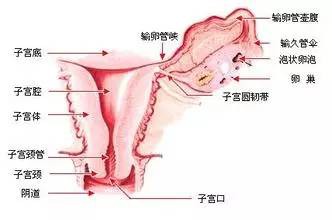 子宫肌瘤的食疗(子宫肌瘤如何食疗)