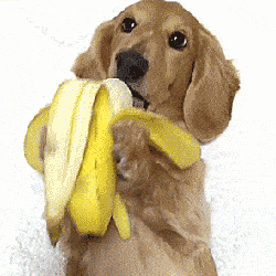 码住 狗狗能吃和不能吃的3种水果