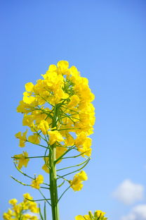 蓝花楹下的时光与爱，蓝花楹故事传说