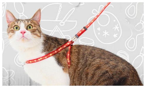 遛猫带怎么弄好看，遛猫绳怎么戴猫用遛吗怎么给猫带牵引绳(溜猫绳的戴法)