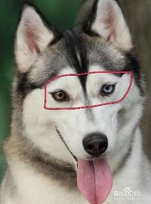 哈士奇犬与阿拉斯加犬的对比和区分 