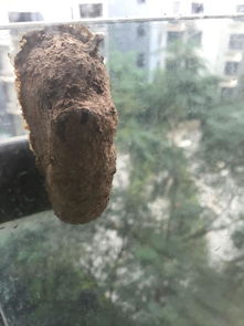 窗户上发现了一个小土堆一样的,是什么 