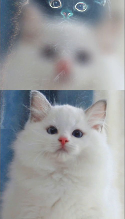 布偶猫 蓝梵色一只又甜又毛绒绒的布偶猫弟弟,后背是纯白色,好干净 