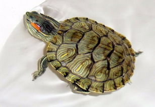 小草龟为什么爱咬另一只小草龟,从来不咬一个盆里的巴西龟 