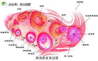 68岁老汉与53岁残疾妻子生下二孩,老来子是喜还是忧