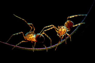 昆虫亮色微距摄影 透明蜘蛛走钢丝 