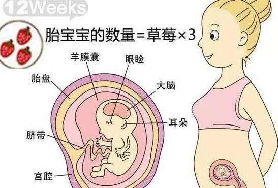 怀孕12周(怀孕12周胎儿有多大)