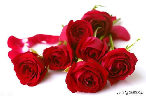 16朵玫瑰的花语,16朵玫瑰的神秘花语，传递浓浓爱意与深情