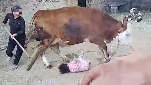 小女孩视频给妈妈看牛犊突遭母牛冲撞 奶奶保护孙女被撞骨折 