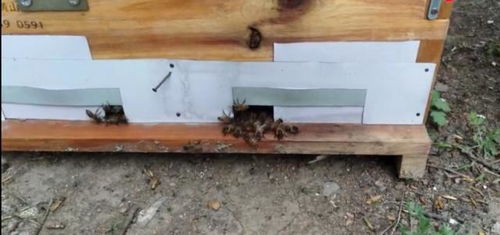 养蜂户 蜜蜂在哪里,家就在哪里 真的很辛苦,也很令人敬佩