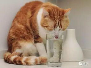 给猫咪喝纯净水才是正经事 