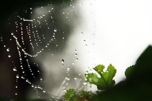 徐丽影 七月的雨