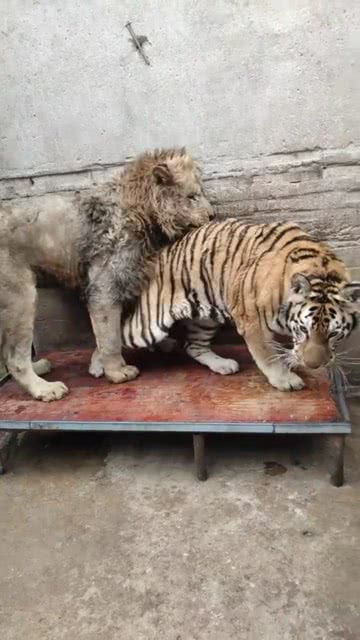 狮子和老虎在一个笼里相处的还不错 
