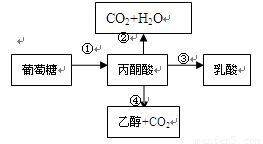 丙酮酸不参与下列那种代谢过程