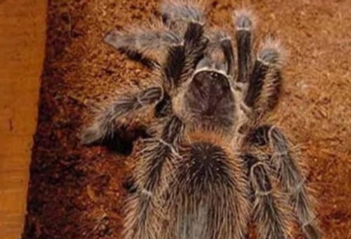 世界上体型最大的蜘蛛,手掌大的蜘蛛,饿了抓老鼠吃