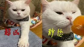 小土猫太可爱了