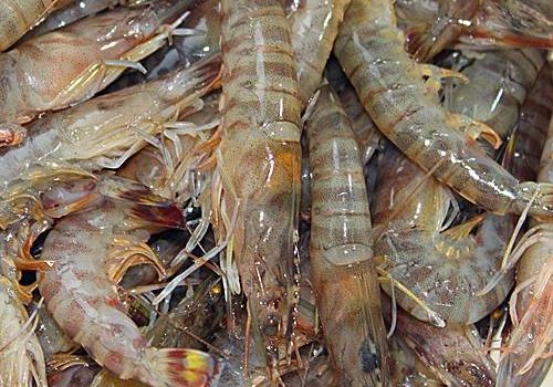 基围虾为什么贵 基围虾死了多久不能吃