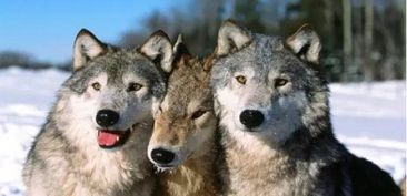 据说这8种狗最像狼,柯基都上榜......快看看你家的有没有