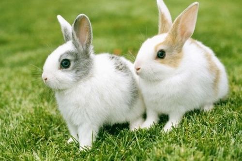 兔子的外形特点和生活习性是怎样的 
