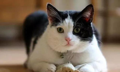 你知道吗 中华田园猫分多个品种,第五种常被误认为布偶猫