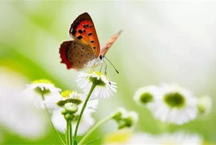 我看见春天里第一只红蝴蝶