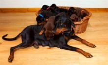 怀孕杜宾犬被兽医鉴定怀有6个宝宝,结果生出这么多,主人愣了