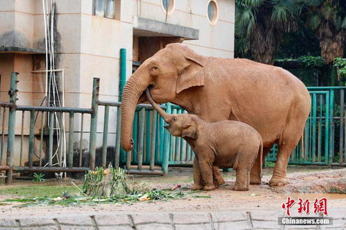 昆明动物园举办世界大象日主题活动