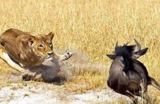 角马被一只母狮拦住,本想猛地撞蒙母狮,哪知母狮直接会来这招