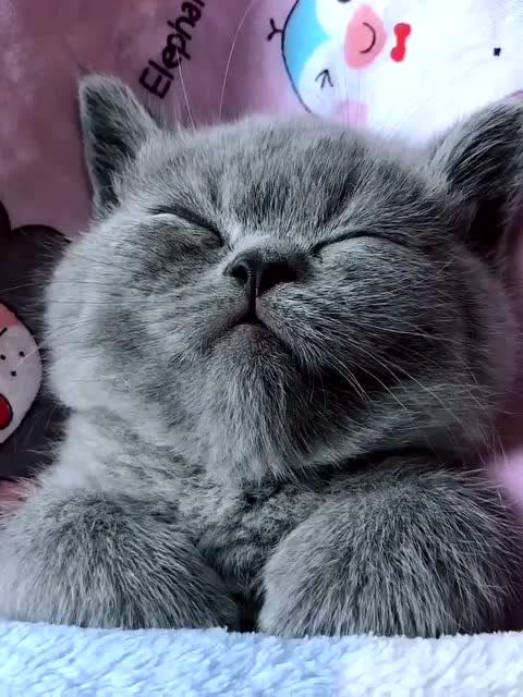 小猫咪真是可爱,做梦梦到了什么好吃的一直舔嘴 