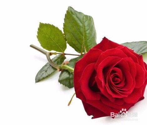 红玫瑰花语数量含义,红玫瑰花数量的花语