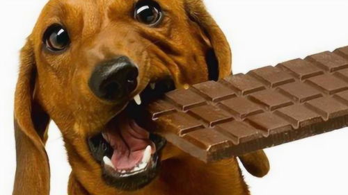 国外熊孩子太调皮,竟给狗狗吃巧克力,不料狗子的反应太剧烈了 