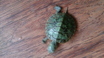 家里养的巴西龟好几个月不吃东西了,壳变的越来越软怎么办 