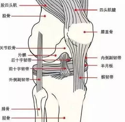 快速解决膝盖是否受损的疑问 膝关节 