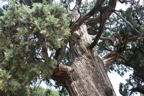 脱皮树叫什么名字,脱皮树：大自然的秘密之树