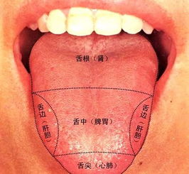 舌头在改善性爱方面作用不小(舌头的危害性)