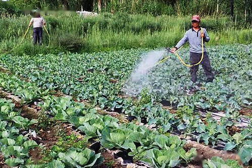 种菜生了菜青虫,不喷农药用生活中几件东西,环保无污染