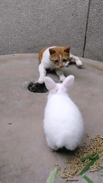 你们见过猫和兔子打起来的吗 