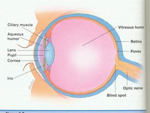 色素性视网膜炎，色素性视网膜炎是什么