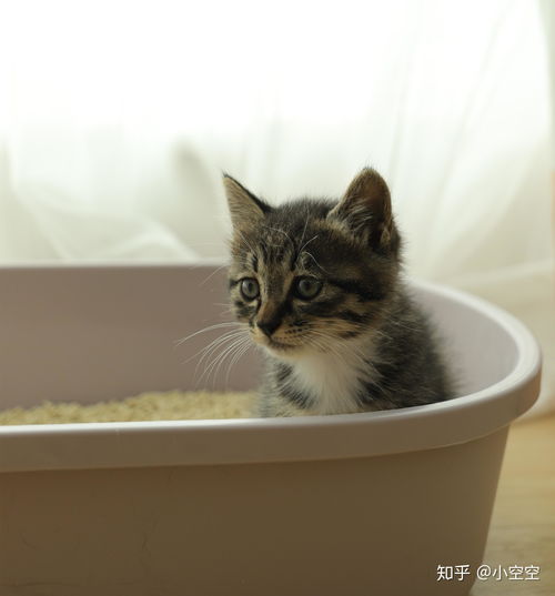 新手养猫 如何教小奶猫学会用猫砂 