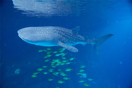 2020 世界鲸鲨日 活动在珠海启动